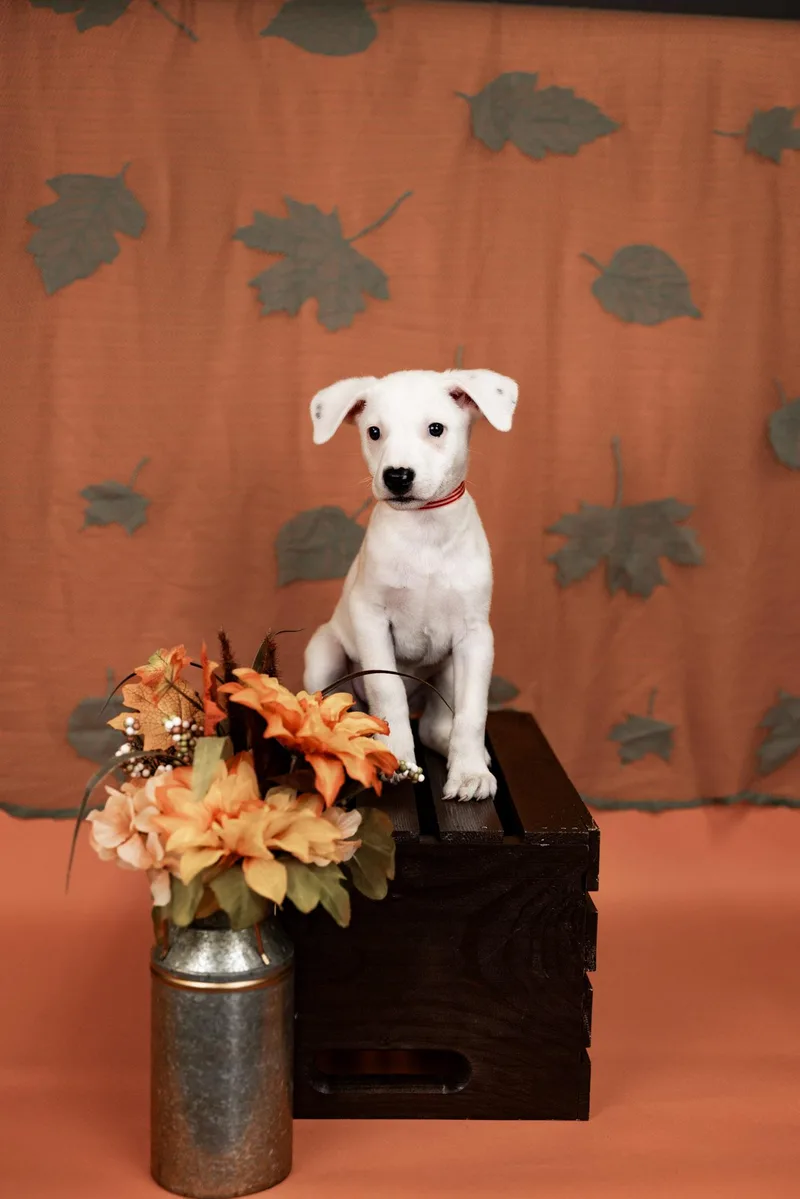 A baby medium-sized female Shepherd dog named 849-26 for adoption in Brighton, CO