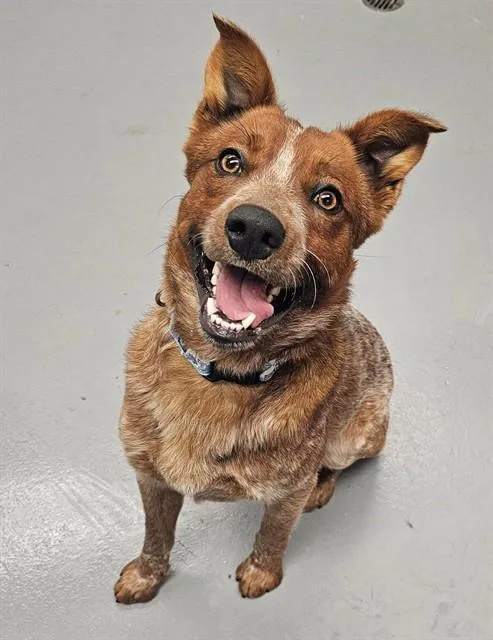 A young medium-sized male Merle (Red) Australian Cattle Dog / Blue Heeler dog named Chili for adoption in Jacksonville, OR