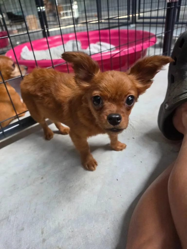 A baby small-sized female Chihuahua dog named Pocket for adoption in Waynesville, GA