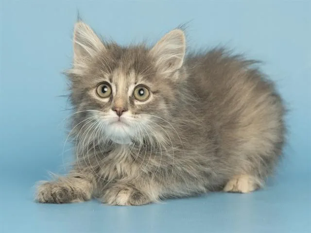 A baby small-sized female Domestic Long Hair cat named Lint for adoption in Phoenix, AZ