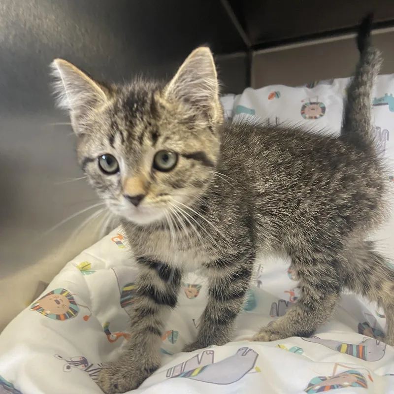 A baby small-sized male Tabby (Tiger Striped) Domestic Short Hair cat named Sudsy for adoption in Edinburg, VA