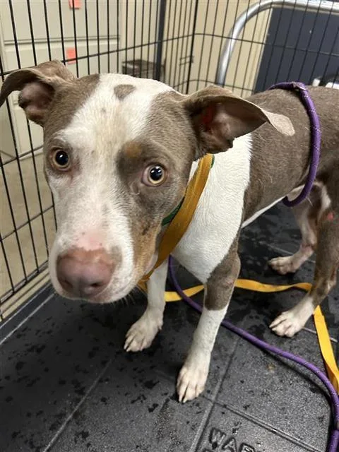 A young medium-sized male American Staffordshire Terrier dog named Winnie for adoption in San Antonio, TX