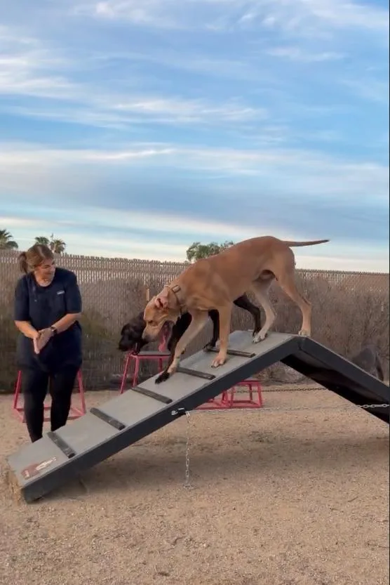A young medium-sized male Great Dane dog named Lucias for adoption in Glendale, AZ