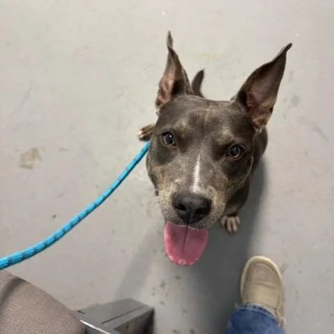 A young small-sized female Gray / Blue / Silver Pit Bull Terrier dog named Winnie for adoption in Webster, TX