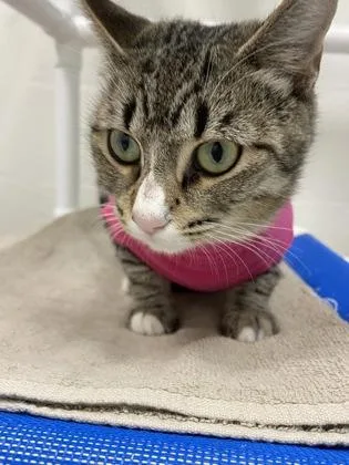 An adult large-sized female Domestic Short Hair cat named Toffee for adoption in Largo, FL