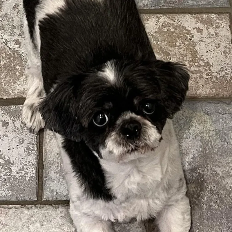 An adult small-sized male Shih Tzu dog named Lenox for adoption in Cherry Hill, NJ