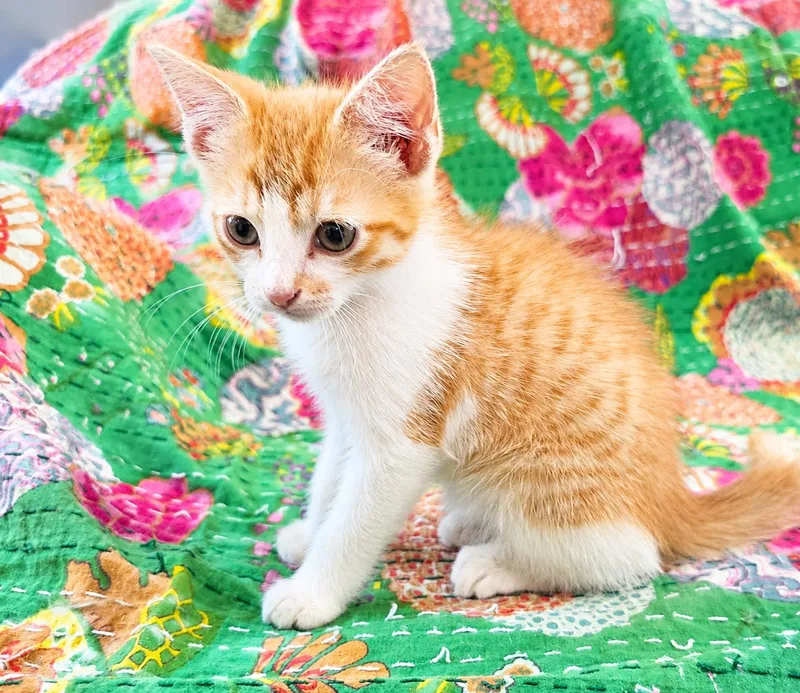 A baby medium-sized male Tabby (Orange / Red) Domestic Short Hair cat named Flotsam for adoption in Greensboro, NC