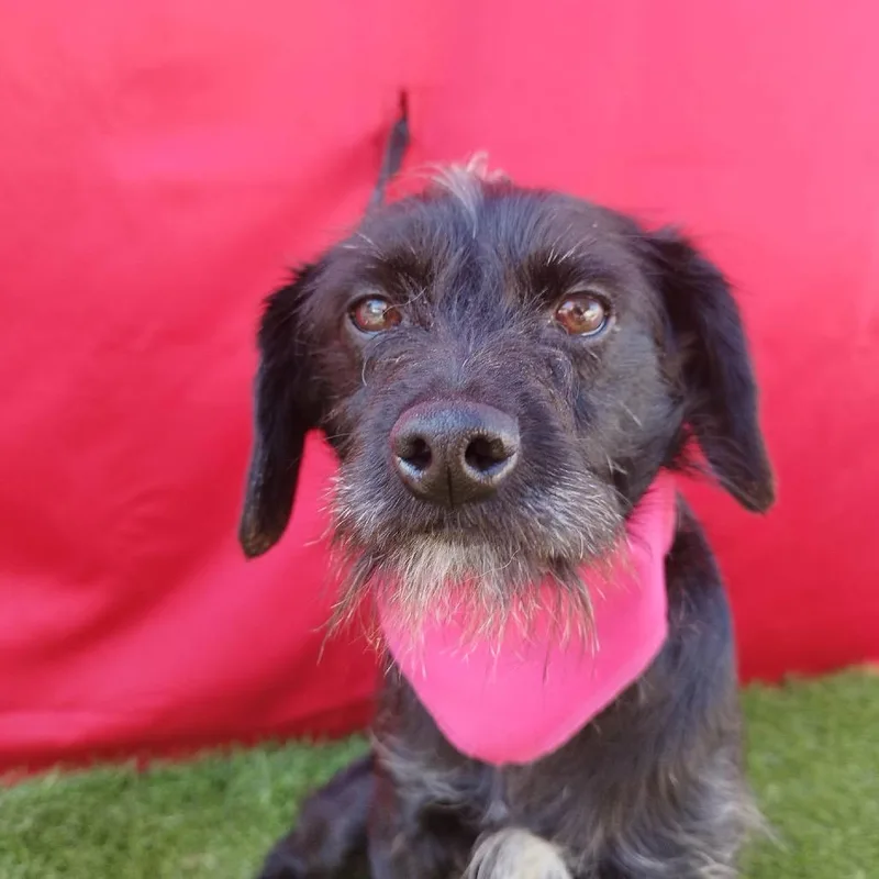 A young medium-sized female Black Airedale Terrier dog named Ivonne for adoption in San Diego, CA