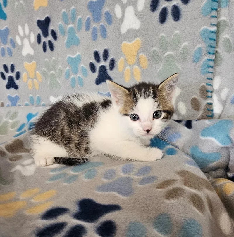 A baby medium-sized male Domestic Short Hair cat named Eminem for adoption in Wabash, IN