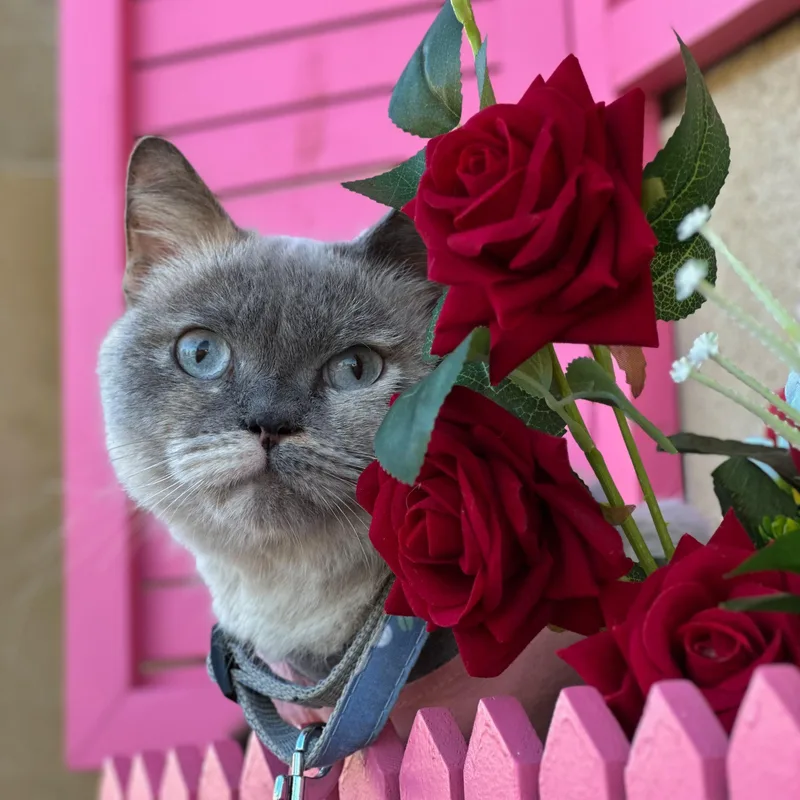 An adult medium-sized female Siamese cat named Chloe for adoption in New York, NY