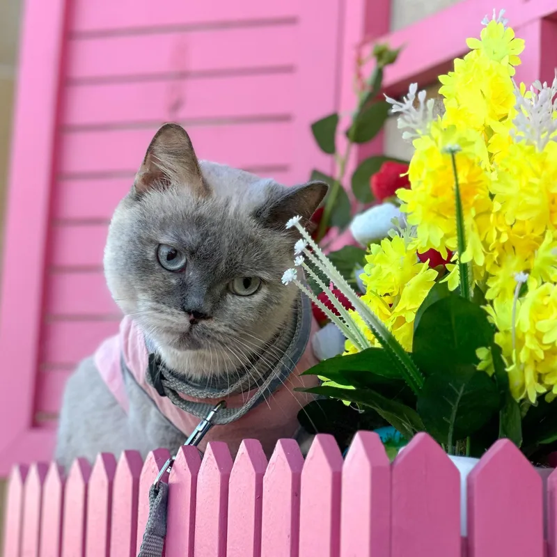 Chloe thumbnail 6