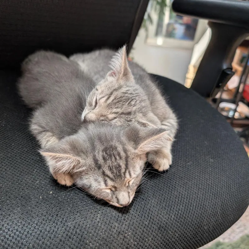 A baby small-sized female Gray / Blue / Silver Domestic Short Hair cat named Arwen for adoption in Durham, NC