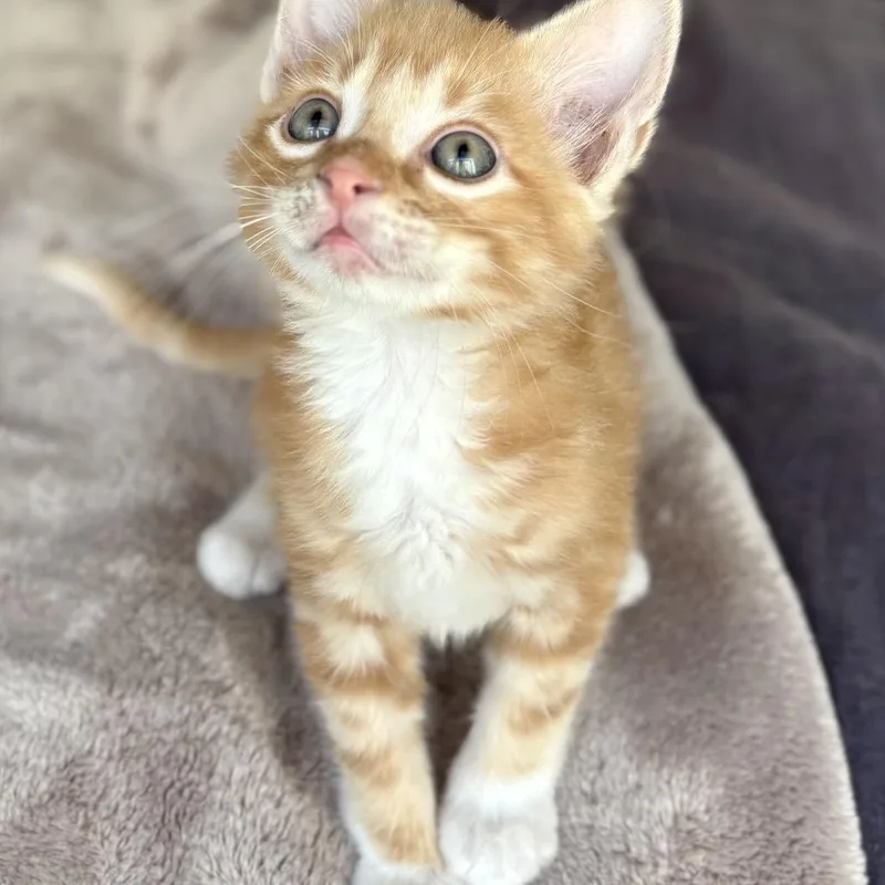 A baby small-sized male Orange / Red Domestic Short Hair cat named Juice for adoption in Brownsboro, AL