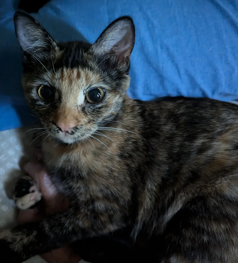 Eleanor "ellie" thumbnail 3