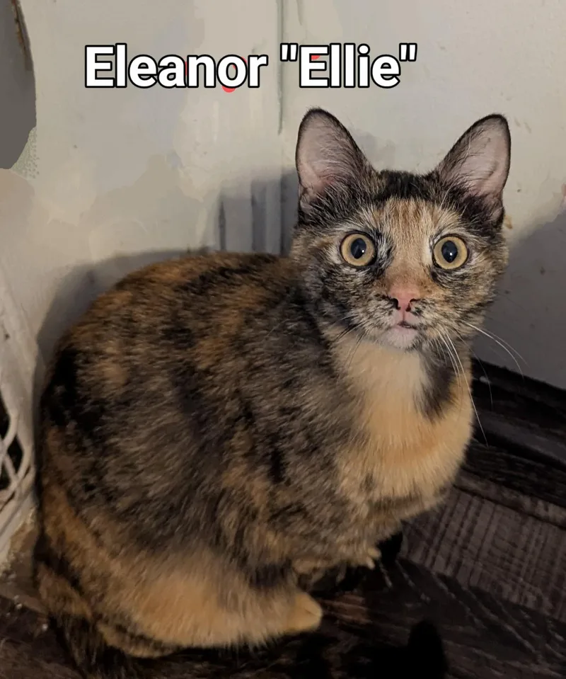 Eleanor "ellie"