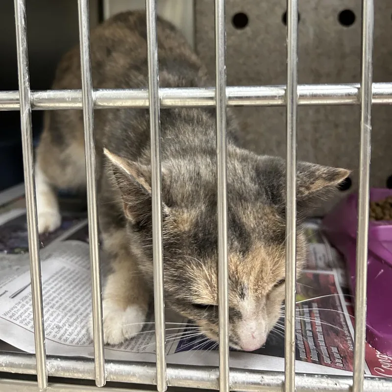 An adult medium-sized female Calico Domestic Short Hair cat named Candi for adoption in Roxboro, NC
