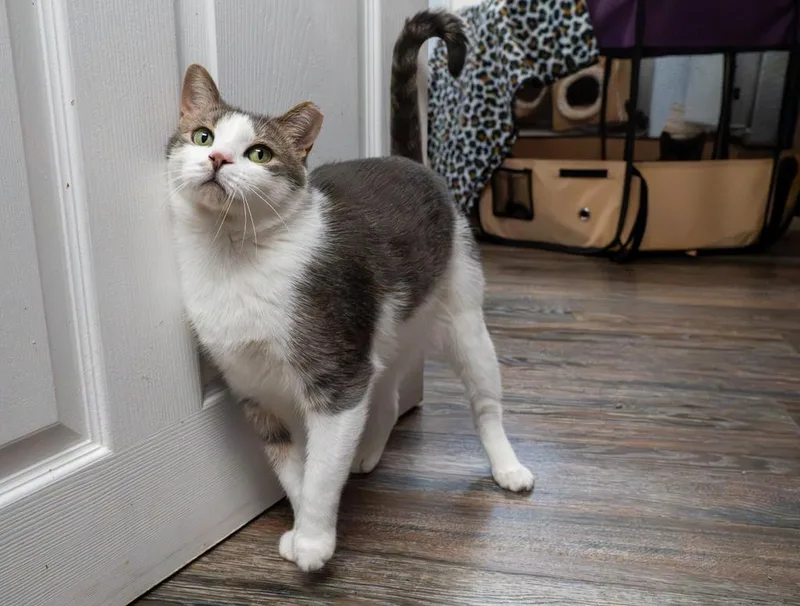 A young medium-sized male Domestic Short Hair cat named Hedge for adoption in Warwick, RI
