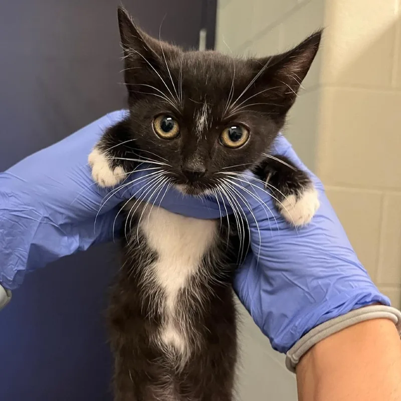 A baby small-sized female Black Domestic Short Hair cat named Sun Hat for adoption in Charlottesville, VA
