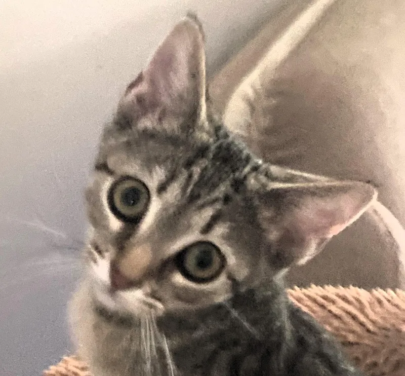 A baby medium-sized female Domestic Short Hair cat named Pixie for adoption in Paris, KY