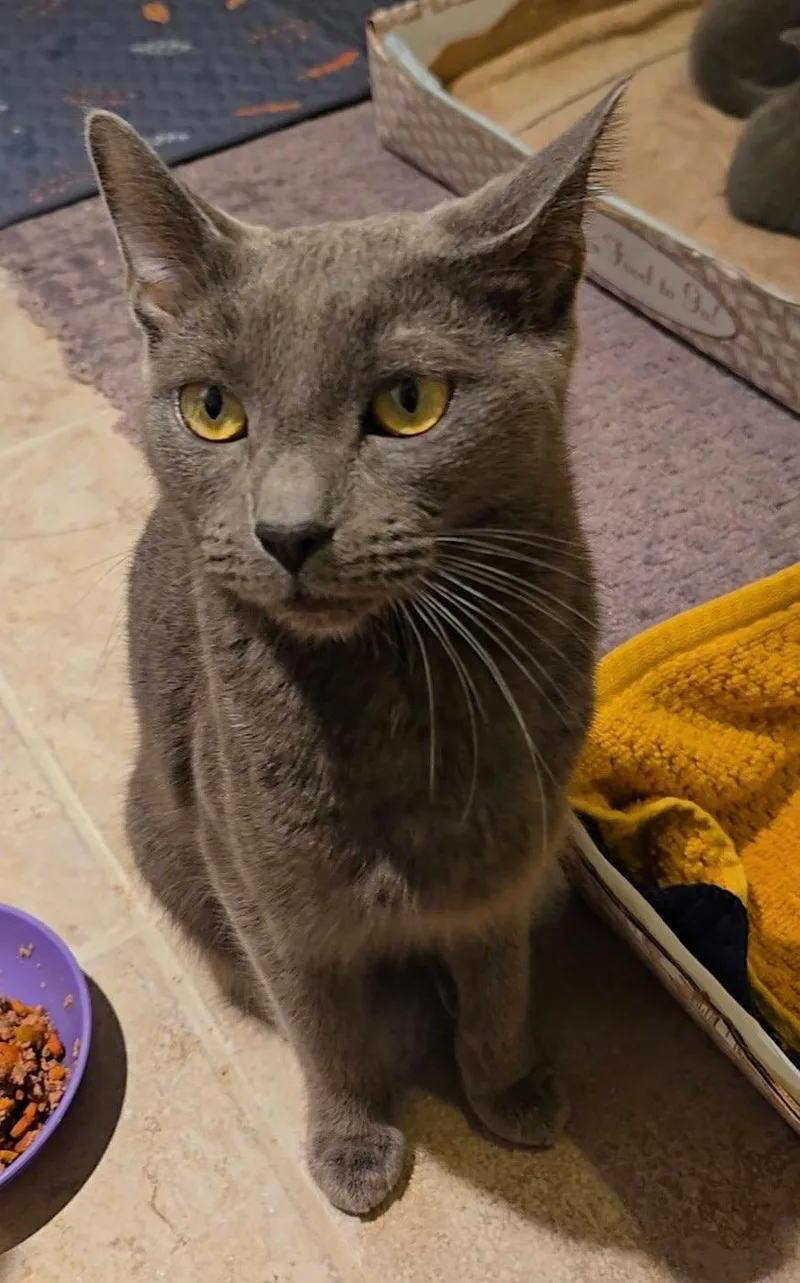 An adult medium-sized female Gray / Blue / Silver Domestic Short Hair cat named Gracie for adoption in Rockaway, NJ