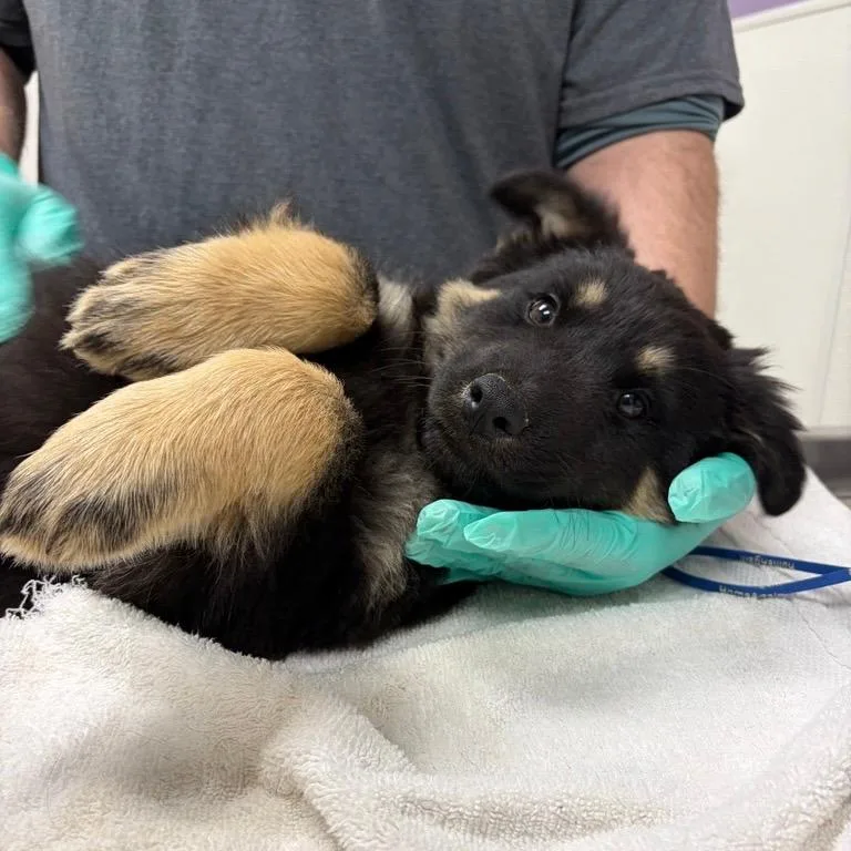 A baby small-sized female Shepherd dog named Freaky Nikki for adoption in Albuquerque, NM