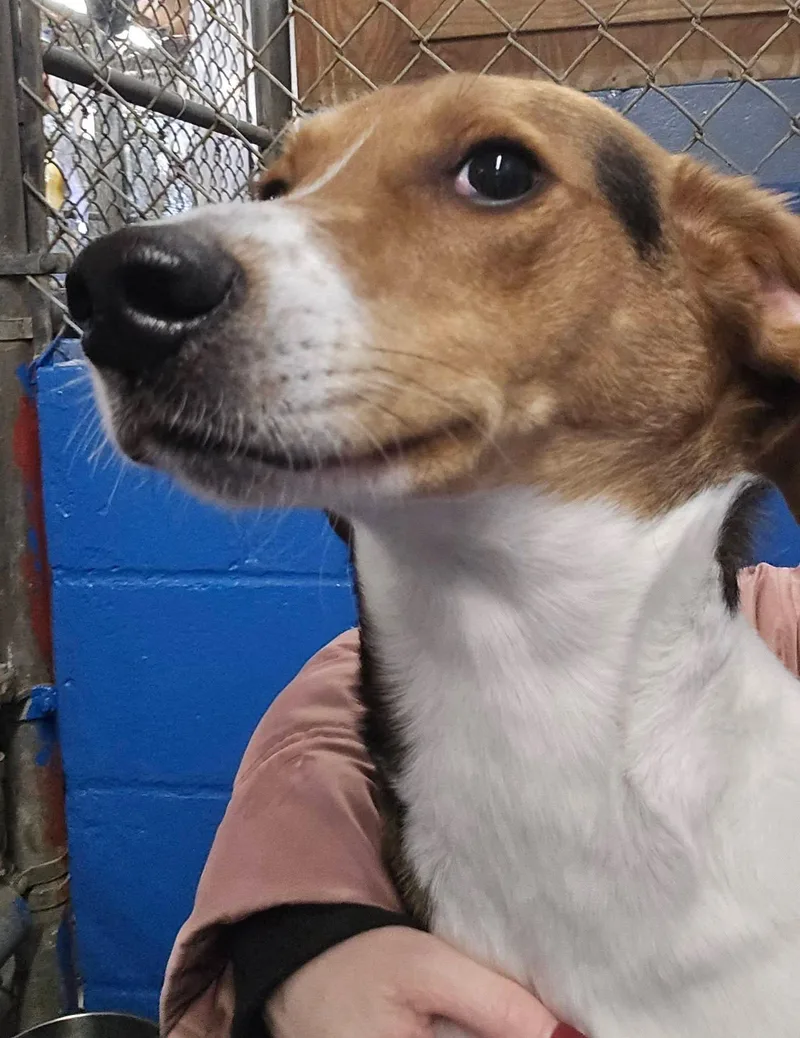 A young large-sized male Tricolor (Brown, Black, & White) Treeing Walker Coonhound dog named Levi for adoption in North Olmsted, OH
