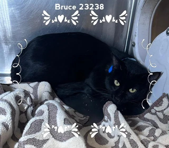 An adult medium-sized male Black Domestic Short Hair cat named Bruce for adoption in Marietta, GA