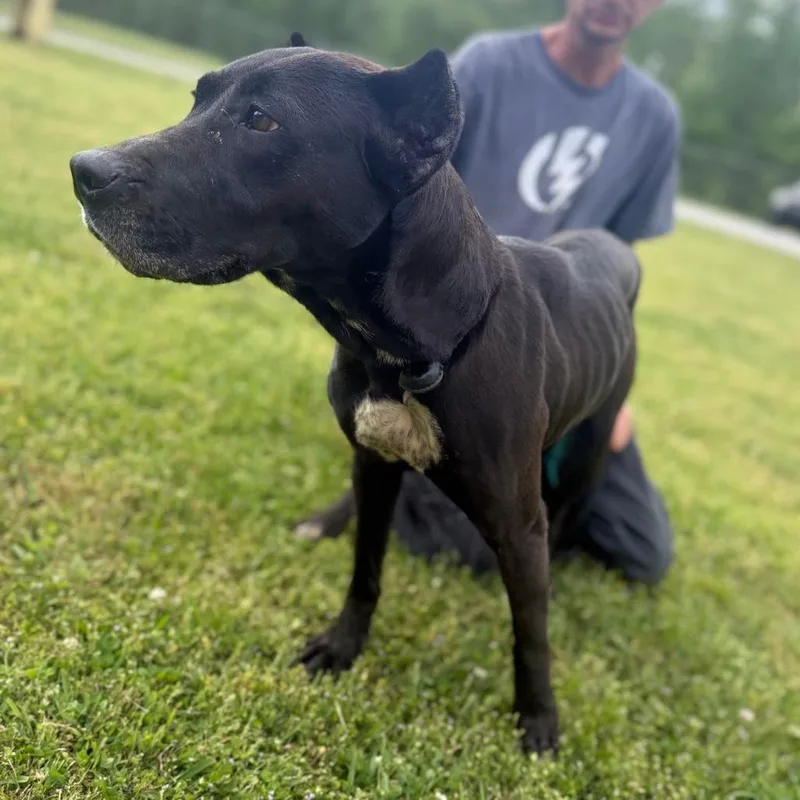 An adult medium-sized female Black Mixed Breed dog named Kora for adoption in Corinth, MS