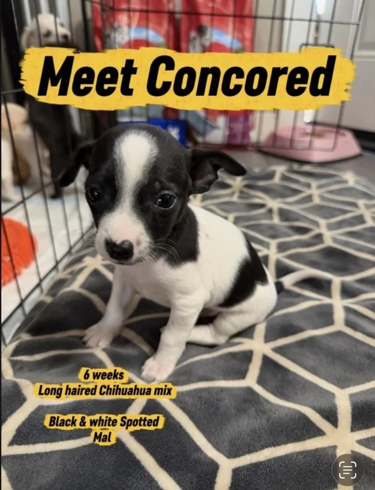 A baby small-sized male Tricolor (Brown, Black, & White) Chihuahua dog named Concored for adoption in Vancouver, WA