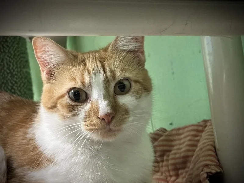 A young medium-sized female Orange & White Domestic Short Hair cat named Regina for adoption in Richmond, IN