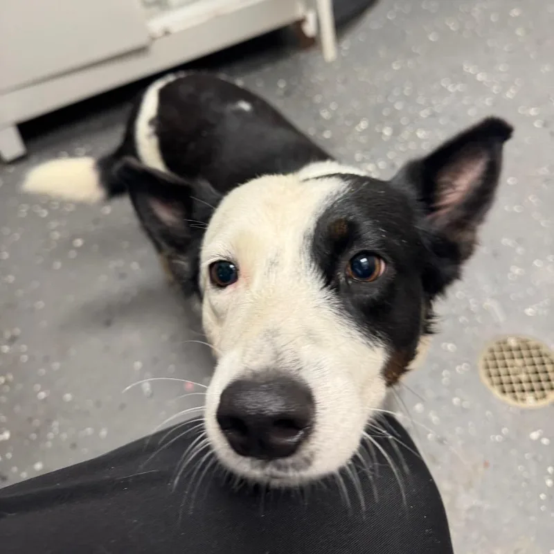 An adult medium-sized female White / Cream Mixed Breed dog named Momma for adoption in Columbiana, AL