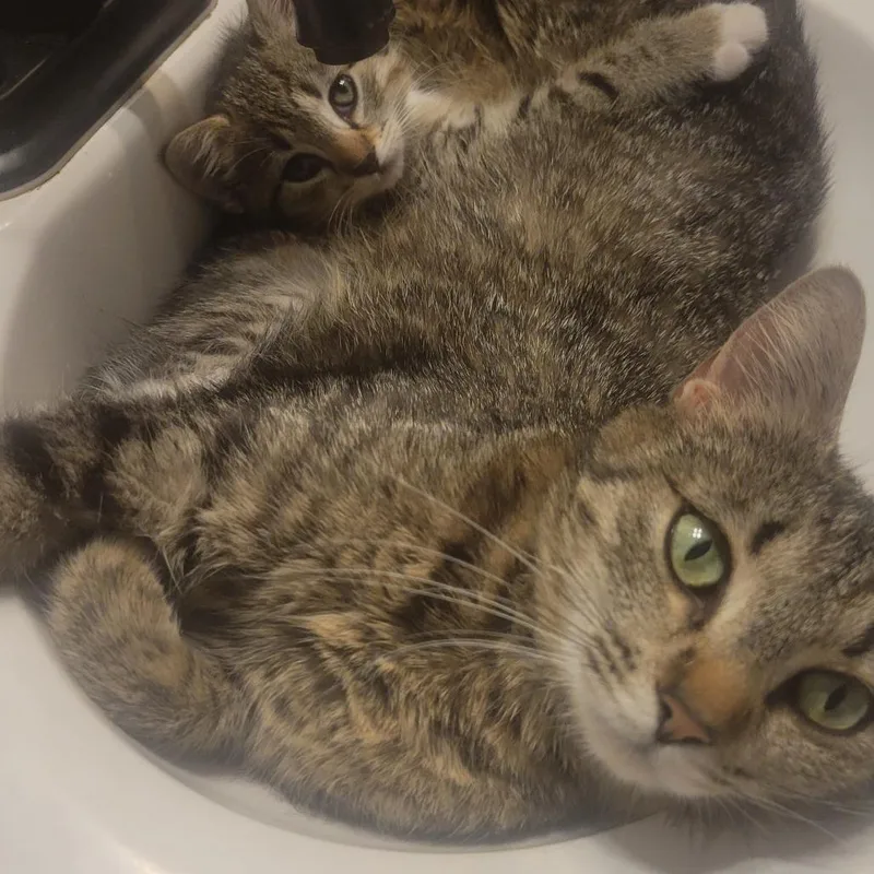A baby small-sized female Brown / Chocolate Domestic Short Hair cat named Taiga for adoption in Chattanooga, TN