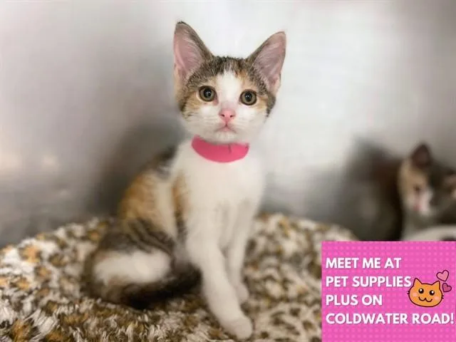 A baby small-sized female Domestic Short Hair cat named Birch for adoption in Fort Wayne, IN