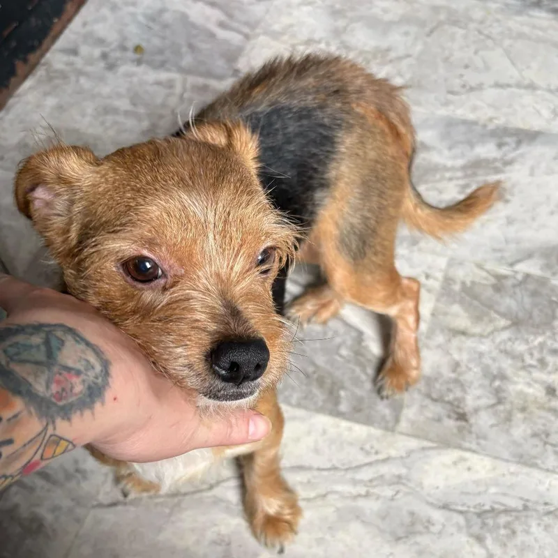 An adult small-sized male Brown / Chocolate Mixed Breed dog named Edgar for adoption in Oak Hill, WV