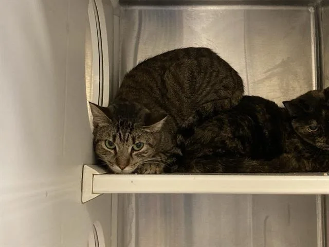 An adult small-sized female Domestic Short Hair cat named Selma for adoption in Tustin, CA