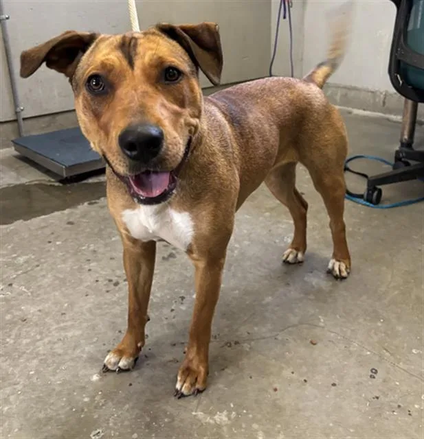 A young medium-sized female Pit Bull Terrier dog named Belgium for adoption in Camarillo, CA