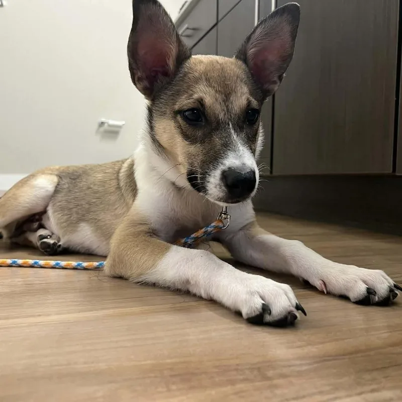 A baby medium-sized male White / Cream Shepherd dog named Lot AC for adoption in Austin, TX
