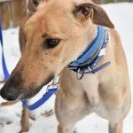 An adult large-sized male Greyhound dog named Arcade Diner for adoption in grandville, MI