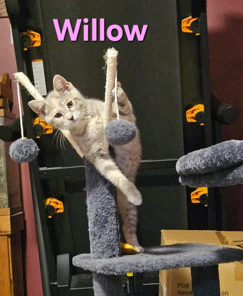 A baby small-sized female Dilute Tortoiseshell Domestic Short Hair cat named Willow for adoption in Hartville, OH