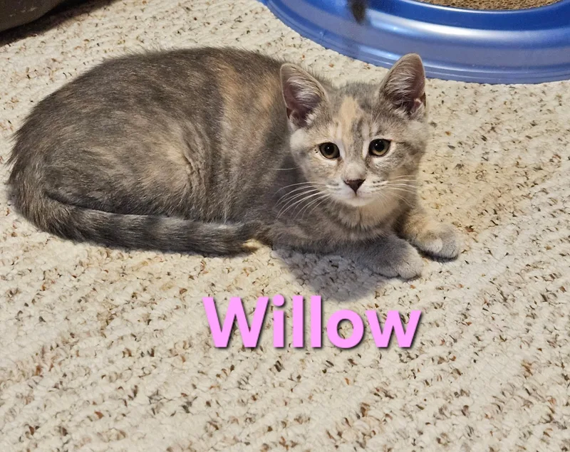 Willow thumbnail 2
