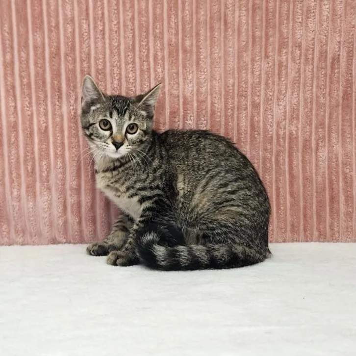 A baby medium-sized female Tabby (Gray / Blue / Silver) Domestic Short Hair cat named Chappell Roan for adoption in Benld, IL