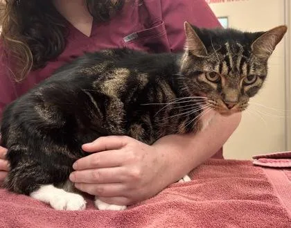 A senior medium-sized male Domestic Short Hair cat named Oliver Dean for adoption in Fishers, IN