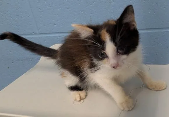 A baby small-sized female Domestic Medium Hair cat named Bonnibel for adoption in Evansville, IN