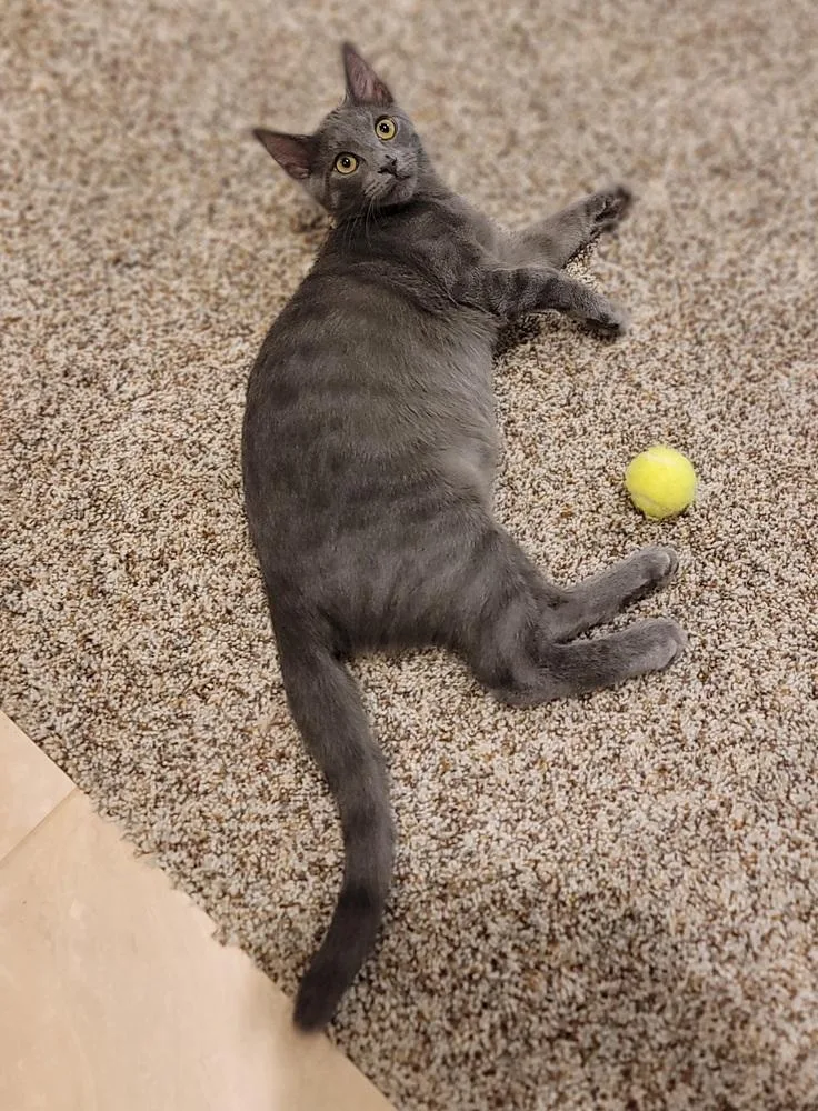 Buckwheat thumbnail 2