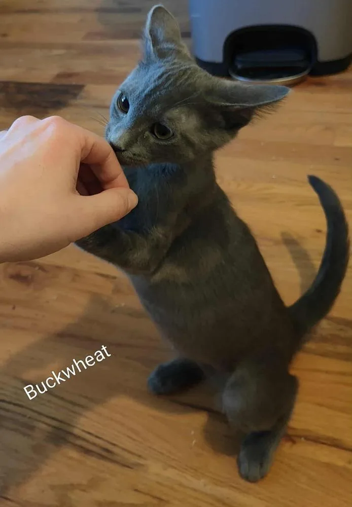 Buckwheat thumbnail 3