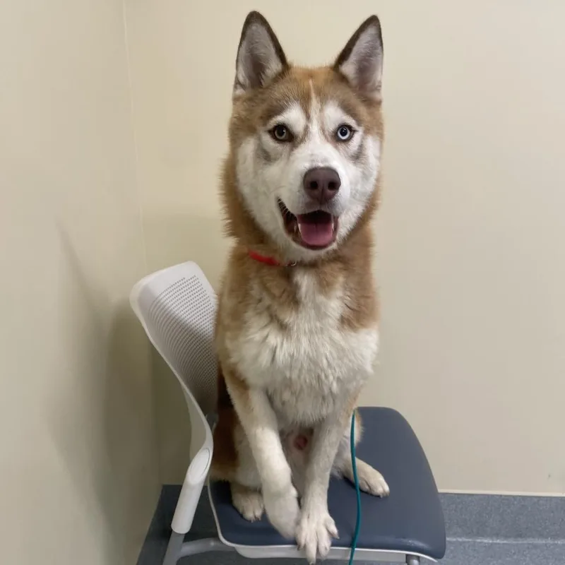 An adult medium-sized male Red / Chestnut / Orange Husky dog named Red for adoption in Briarcliff Manor, NY
