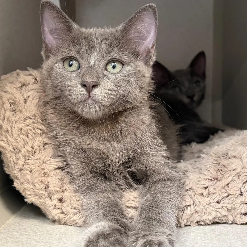 A baby small-sized female Gray / Blue / Silver Domestic Short Hair cat named Georgia for adoption in Long Beach, CA