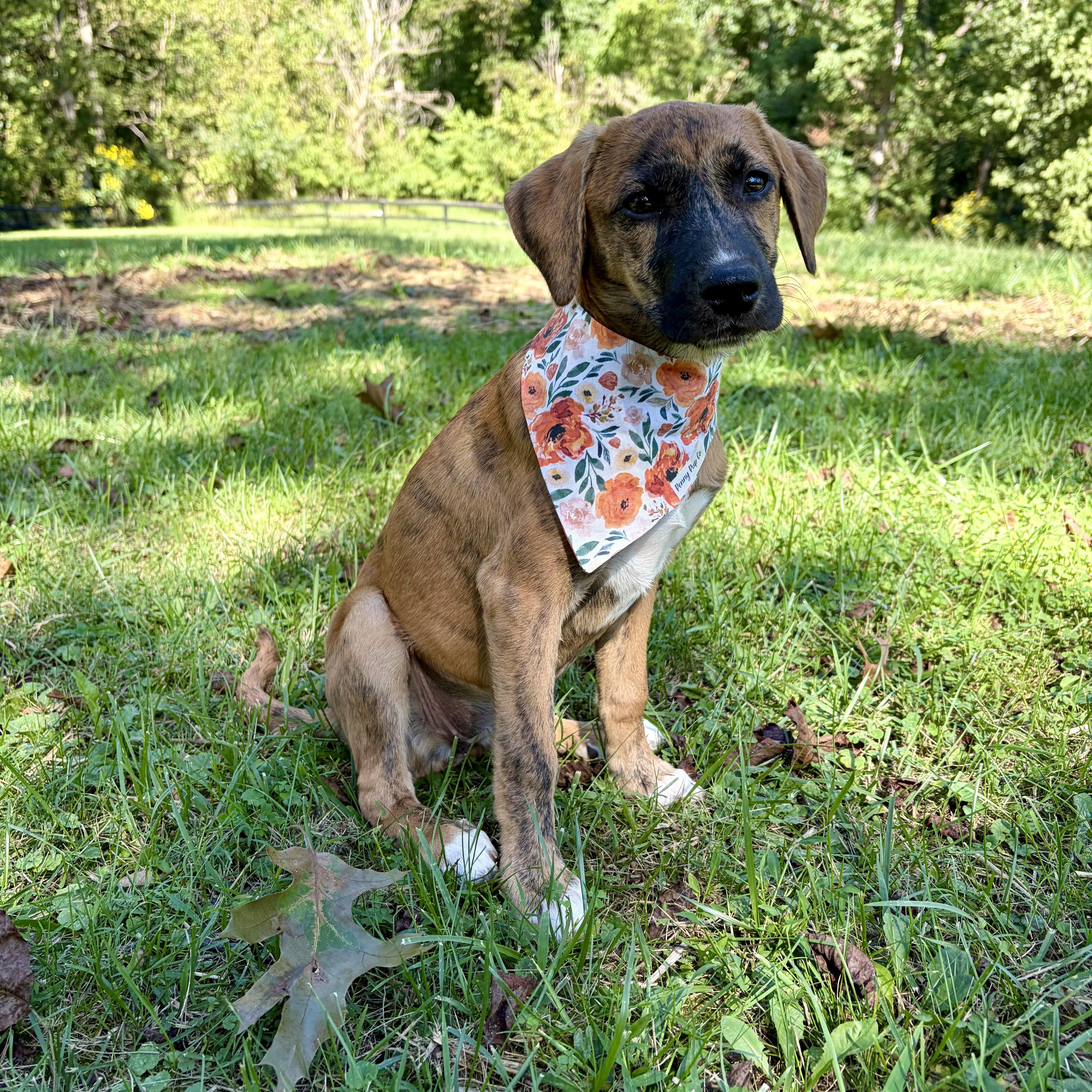 A baby medium-sized female Shepherd dog named Trixie for adoption in High View, WV