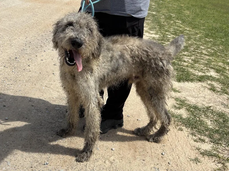 Jd Dixon thumbnail 2