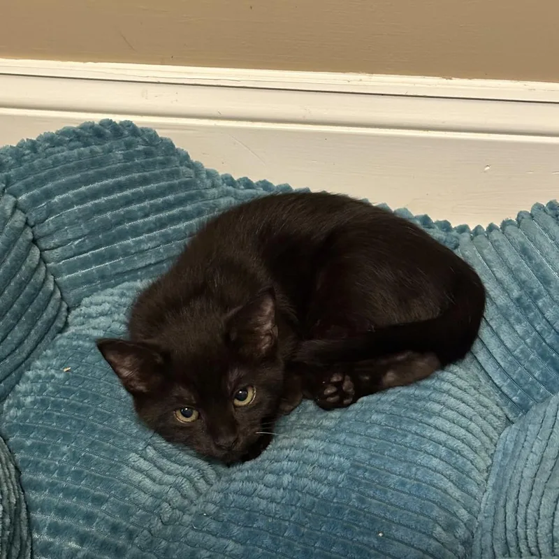 A baby small-sized male Domestic Long Hair cat named Aster for adoption in Opelika, AL